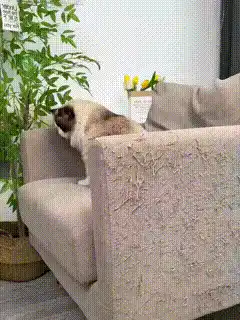 Cat scratch pad