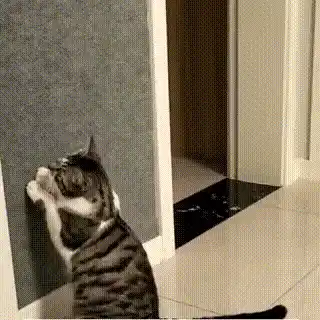 Cat scratching surface